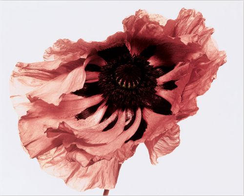 Photographies | Sotheby's